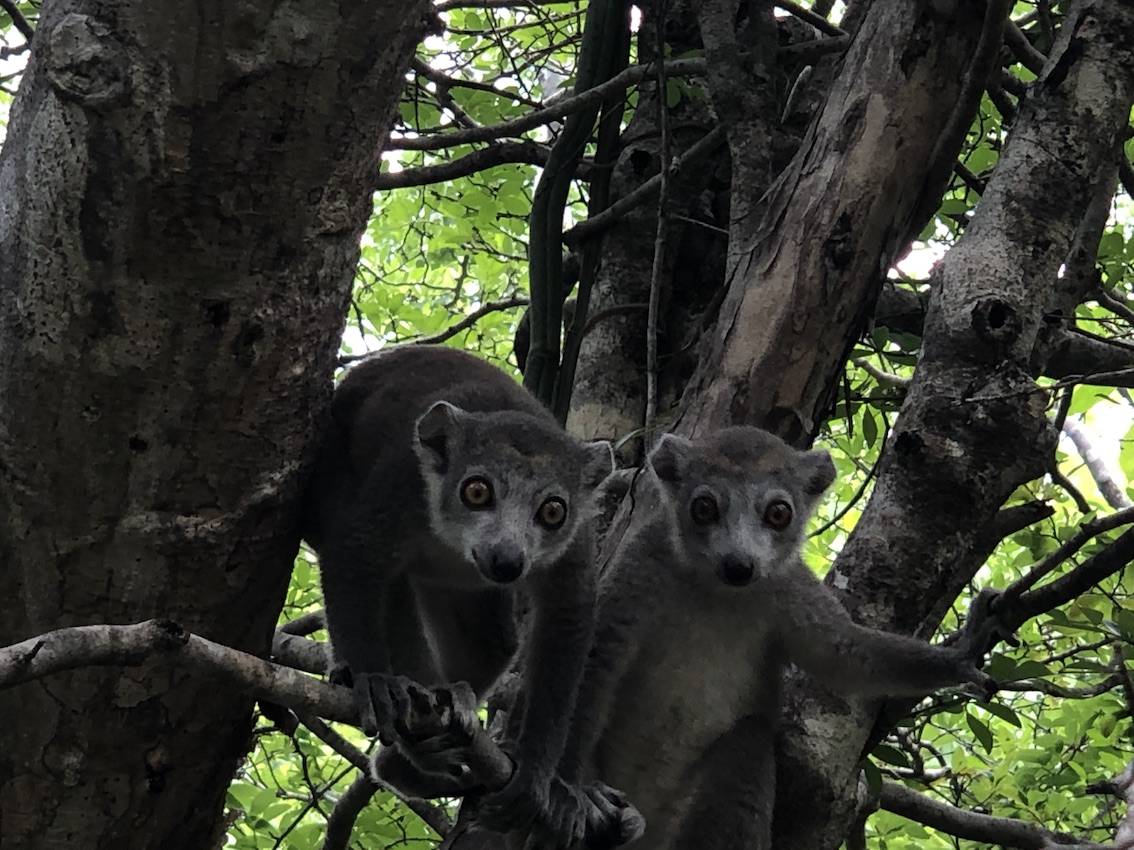 lemuri in madagascar