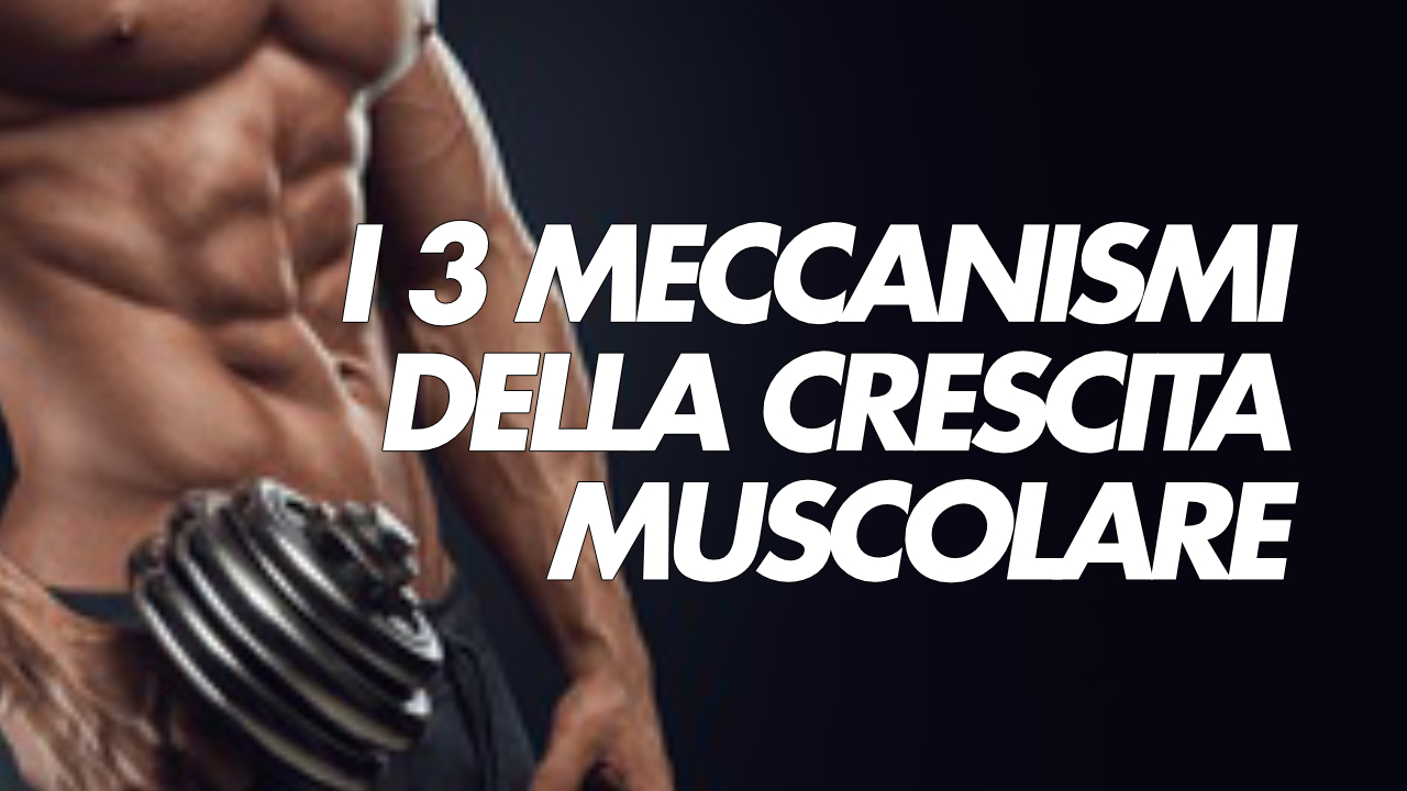 3 meccanismi della crescita muscolare