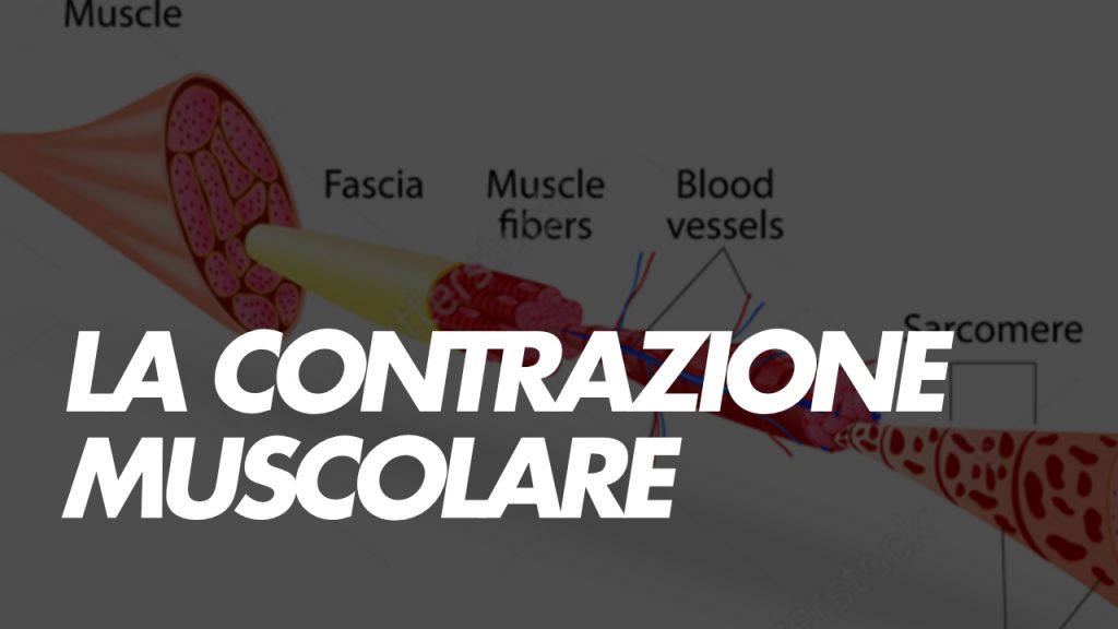 La contrazione muscolare Cos'è e come