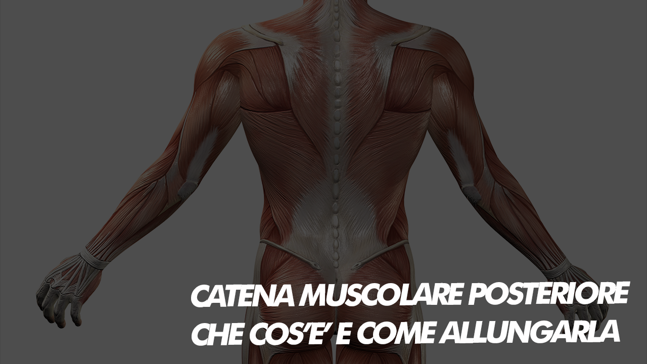 catena muscolare posteriore